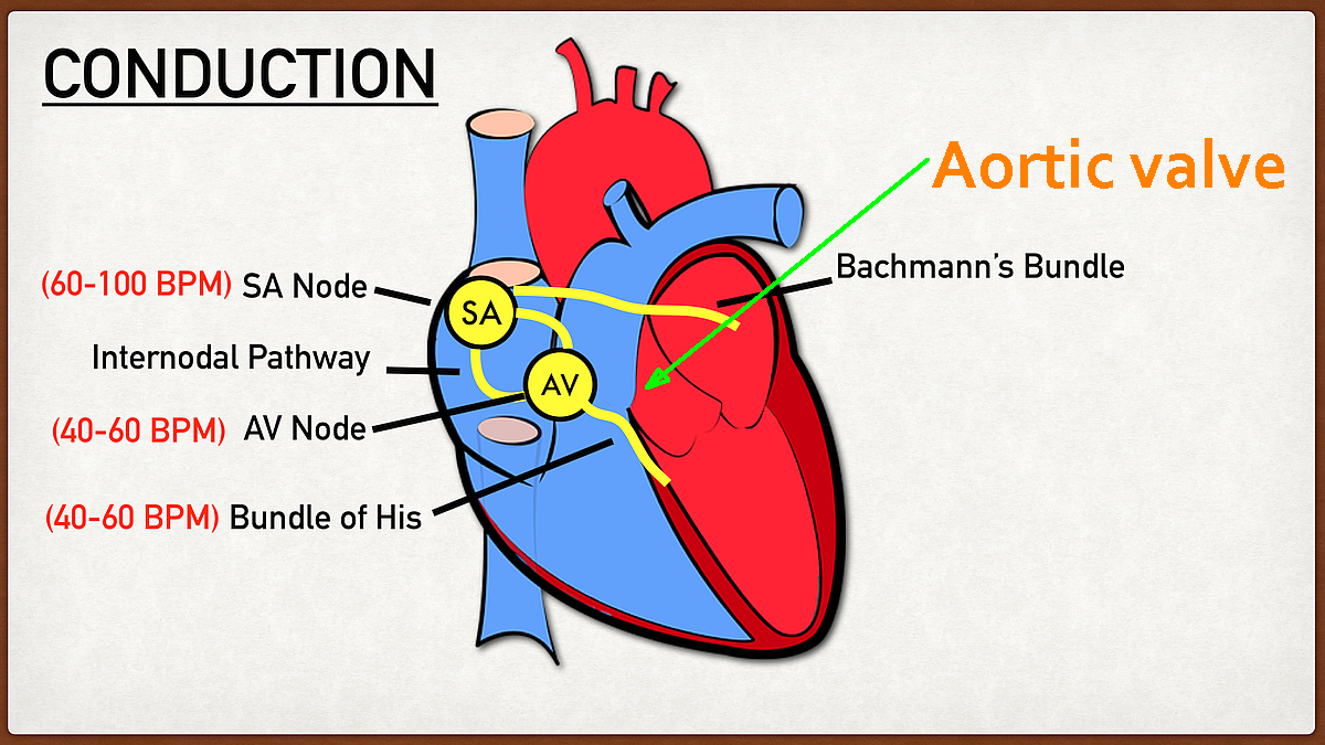 Recovery of Ejection Fraction post AVR | Heart Valve Replacement Forums